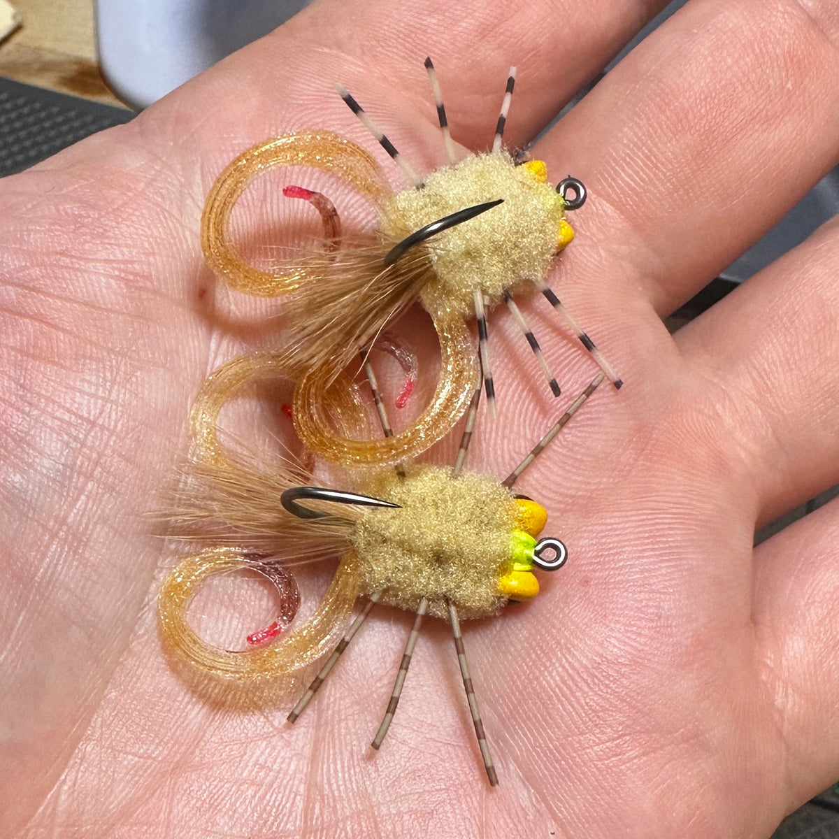 Curly Tail Raghead Crab